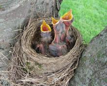 baby birds with mouth open