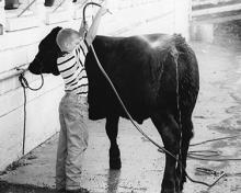4H fair young boy washing beef project