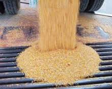 corn being dumped before entering grain bin