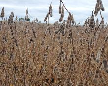 soybean field prior to harvest