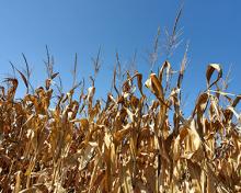 corn ready to be harvested